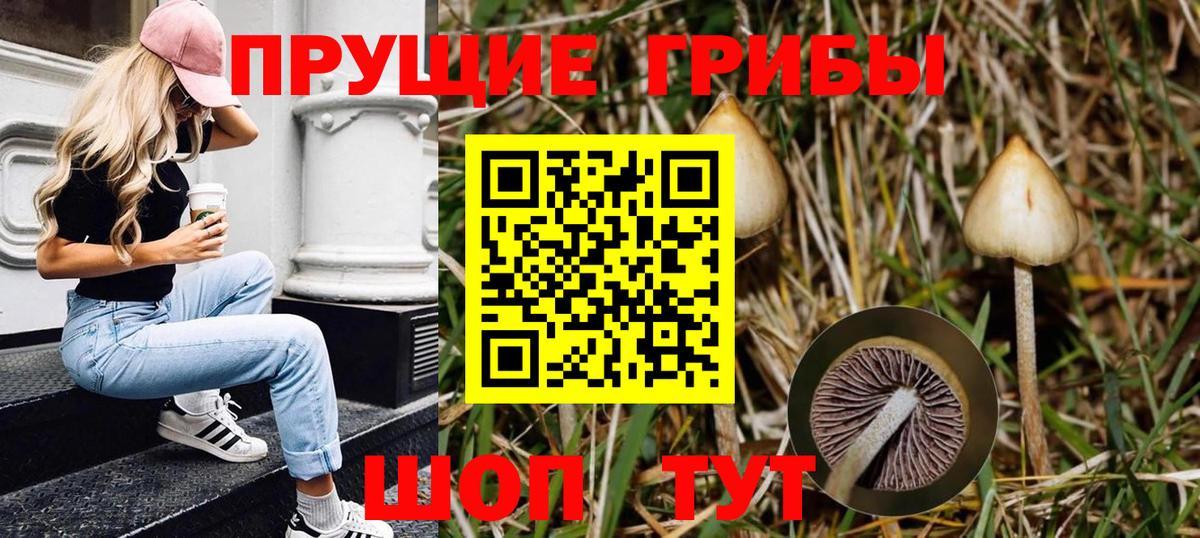 Анжеро-Судженск  Галлюциногенные грибы Psilocybe  Вход с VPN 